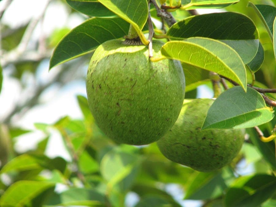 Corkwood tree with smooth leaves and fruit