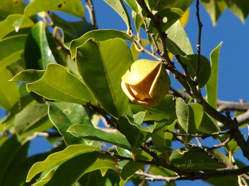 Mountain soursop tree with characteristic spherical fruits