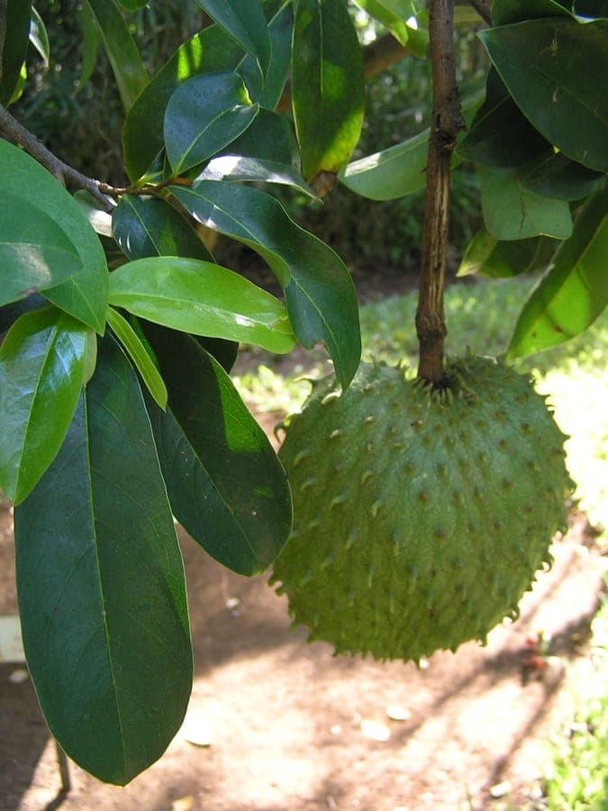 Soursop tree with green, spiky fruits