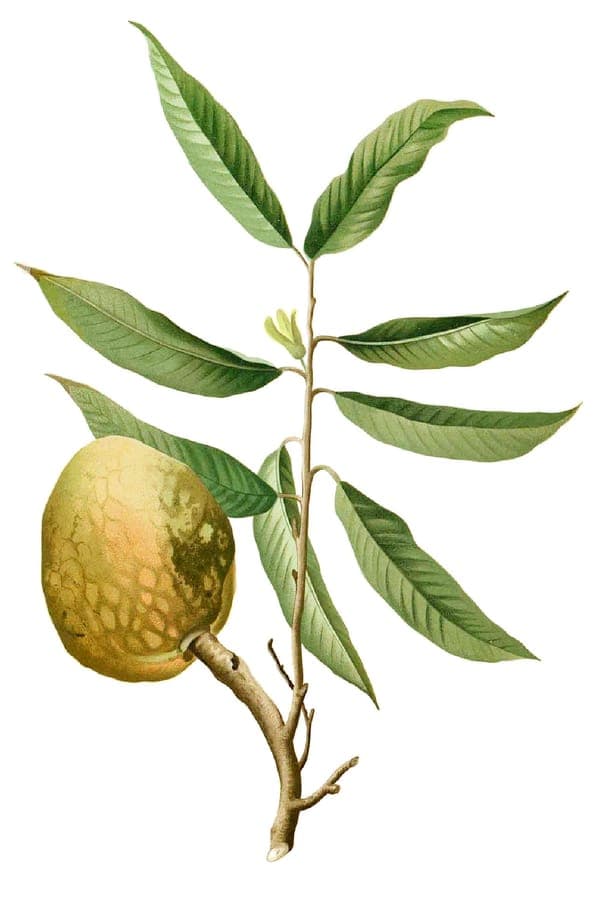 Bullock's-heart tree with heart-shaped fruits with netting