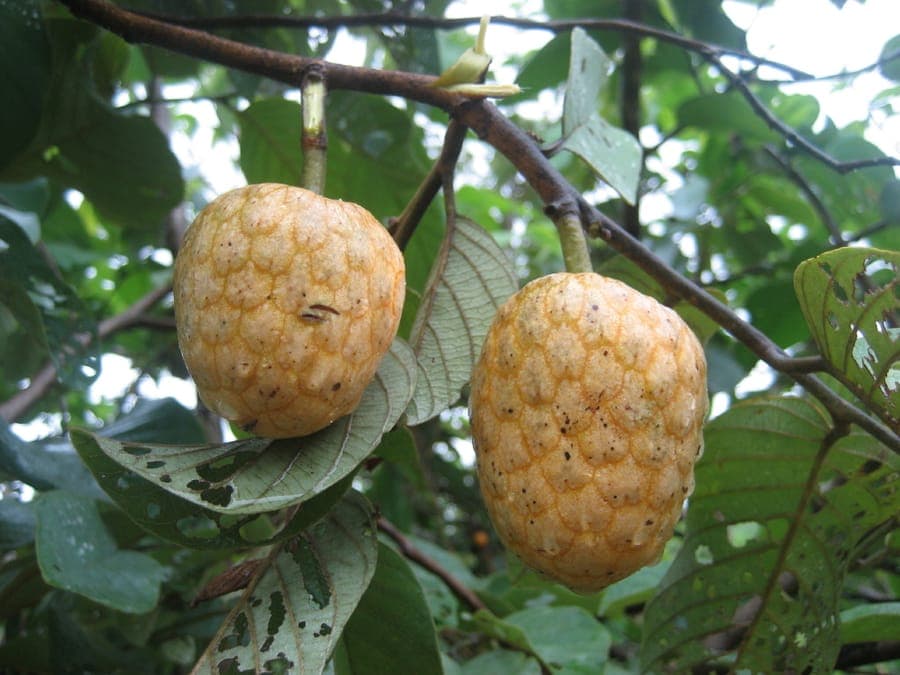 Annona senegalensis fruit tree with green developing fruits in an African setting
