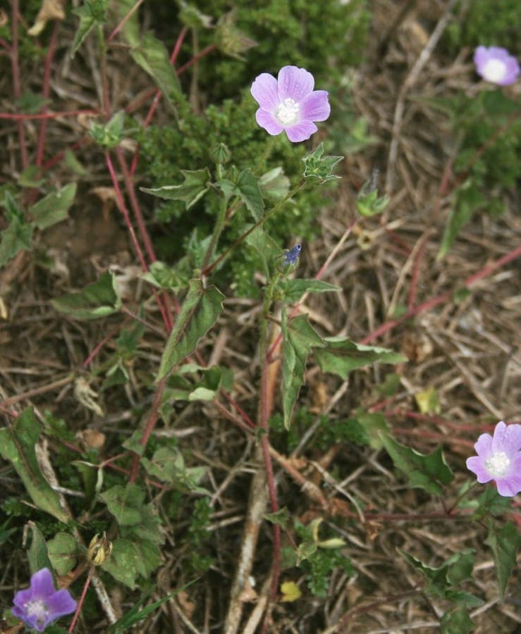 Anode à crête (Anoda cristata) en bordure ensoleillée avec de petites fleurs bleu-violet et des feuilles finement découpées