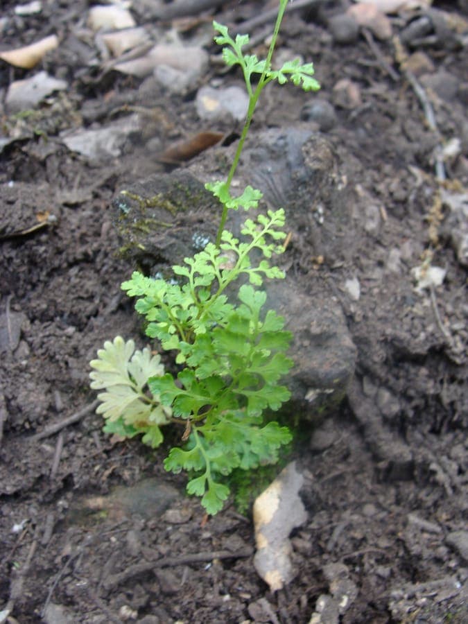Jersey fern with fine, thin frond leaves