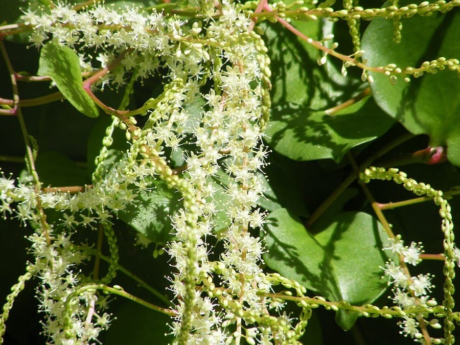 Anredera cordifolia climbing plant with heart-shaped leaves