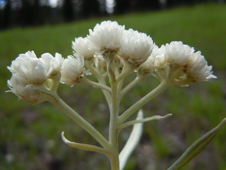 Antennaria anaphaloides plant with white pearly flower heads