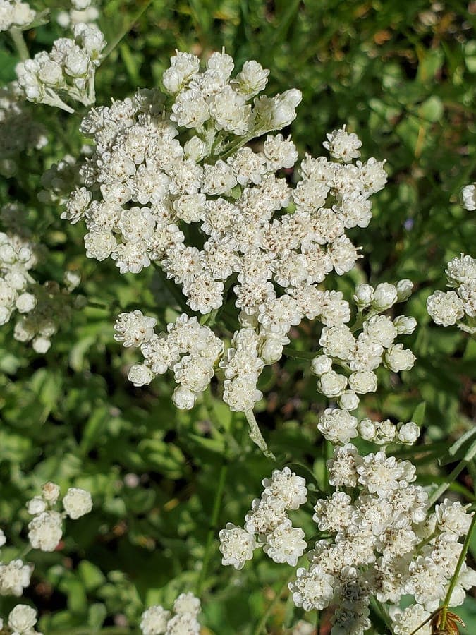 Antennaria argentea spreading silver-white leaf mats with small white flower heads in a dry garden