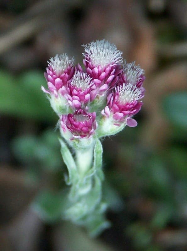 Cat's-foot in full bloom on a sunny, dry rocky slope with silvery foliage