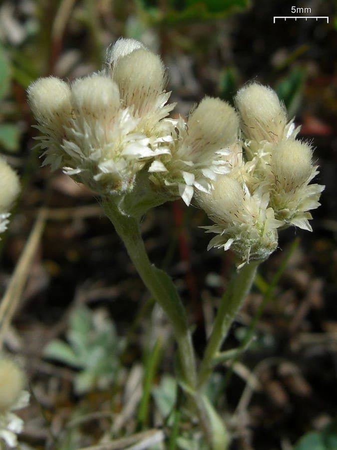 Pussytoes with fine silvery foliage and grayish-white flowers