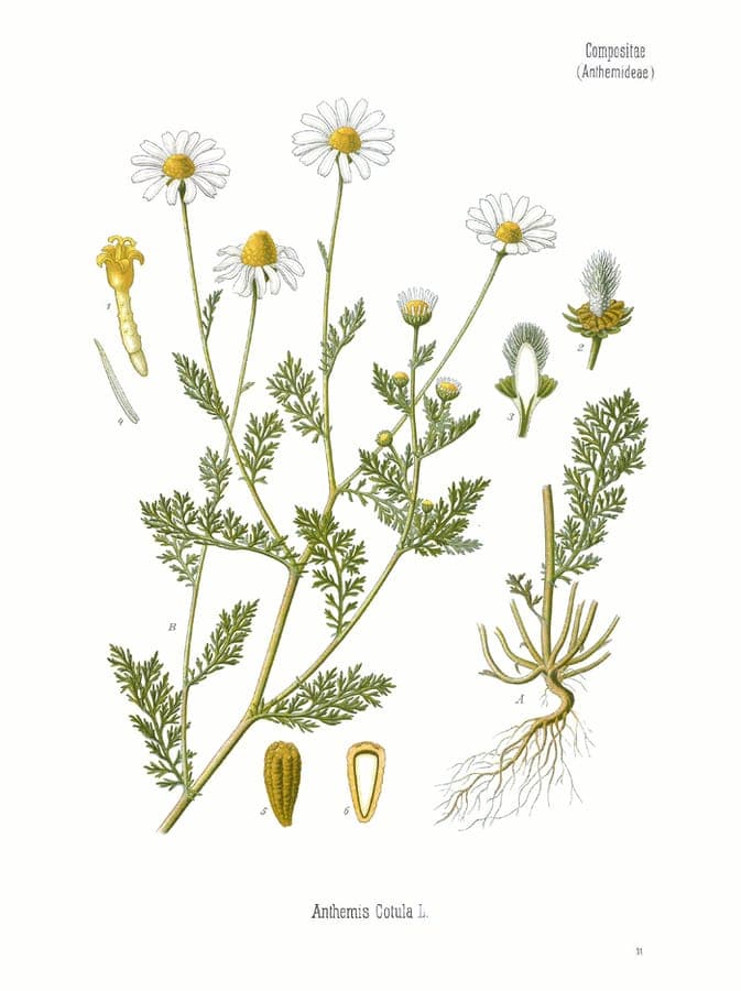 Close-up of foetid chamomile flowers with yellow centers and white petals in a dry grassy meadow