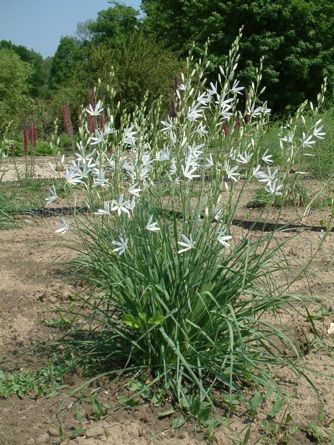 St. bernard's lily (Anthericum liliago) in full bloom in a woodland border