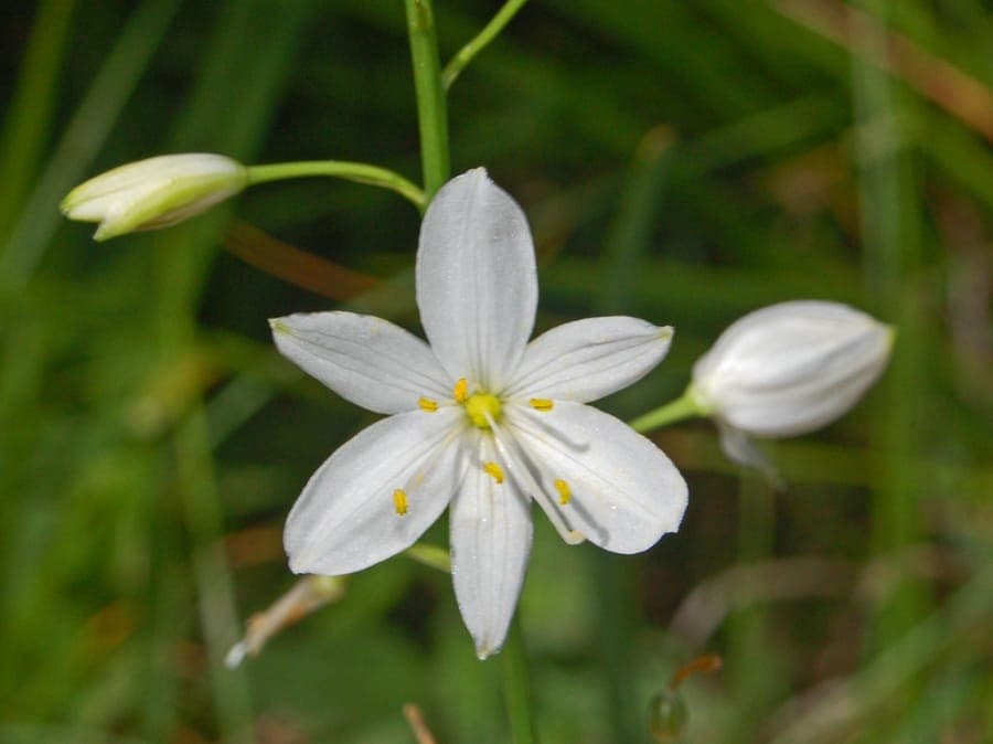 Branched st. bernard's-lily blooming in a meadow with dappled sunlight