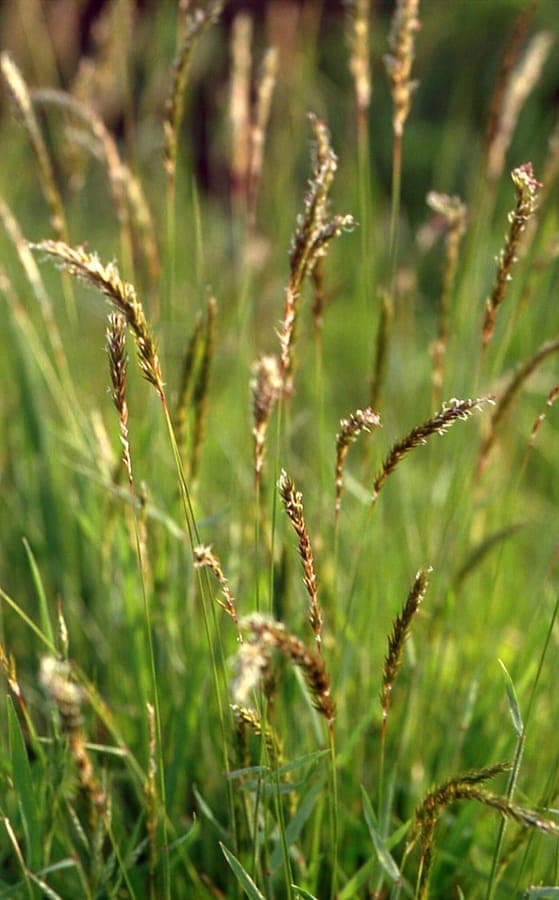Gewöhnliches Ruchgras in voller Blüte auf einem sonnigen Hang, mit gelben Blütenrispen und duftendem Laub.