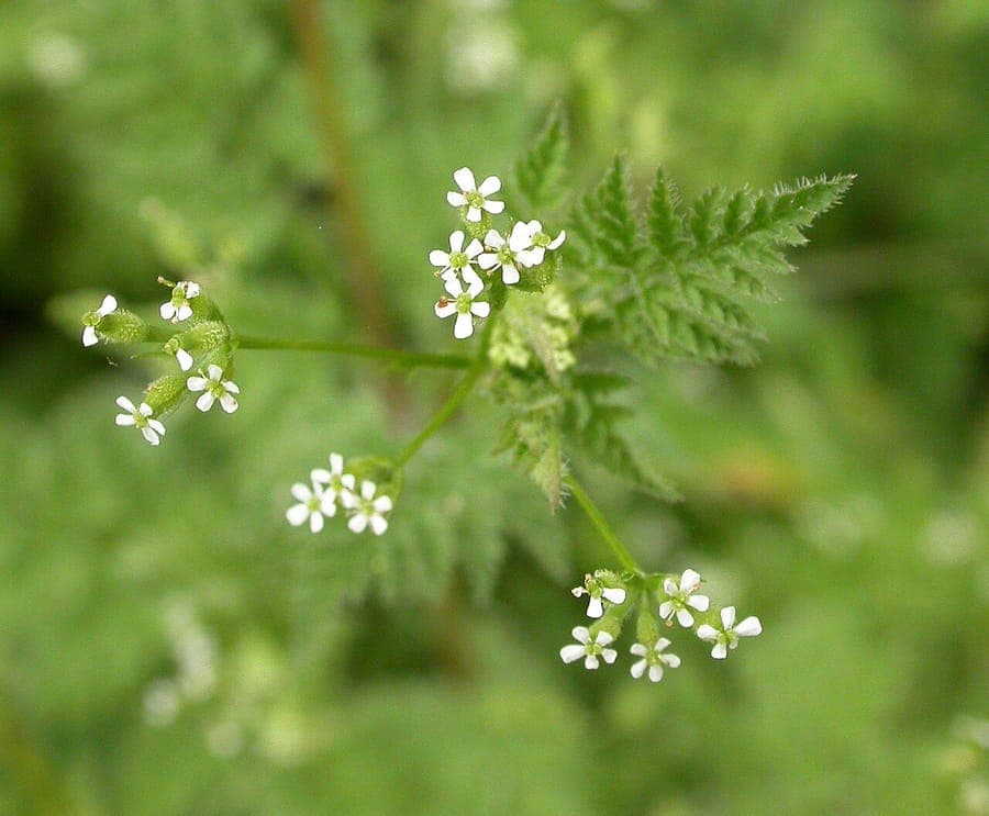 Fijne kervel in volle bloei op een licht beschaduwde plek in de tuin, met fijne bladeren en witte bloemkoppen