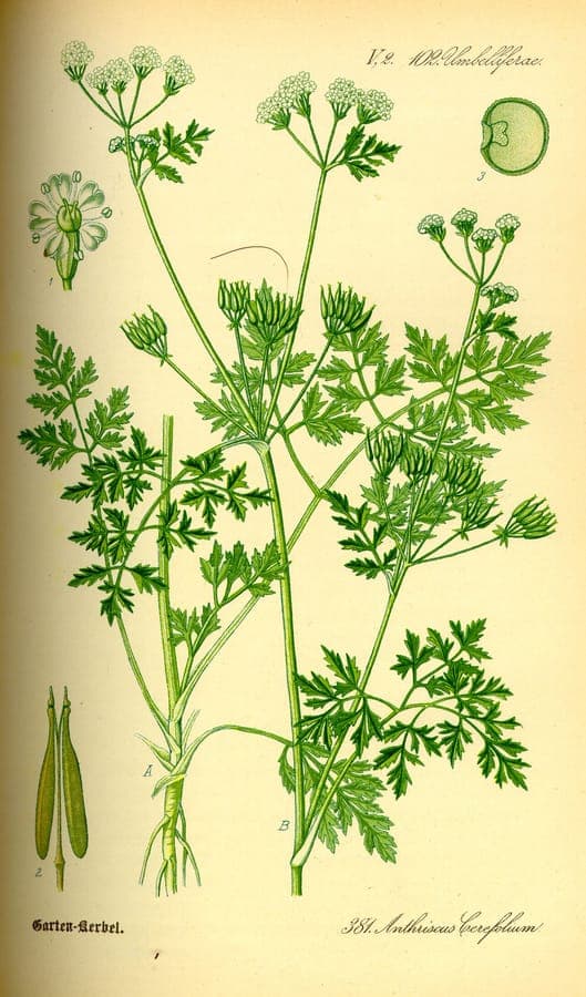 Chervil with delicate leaves and white flowers in a garden bed