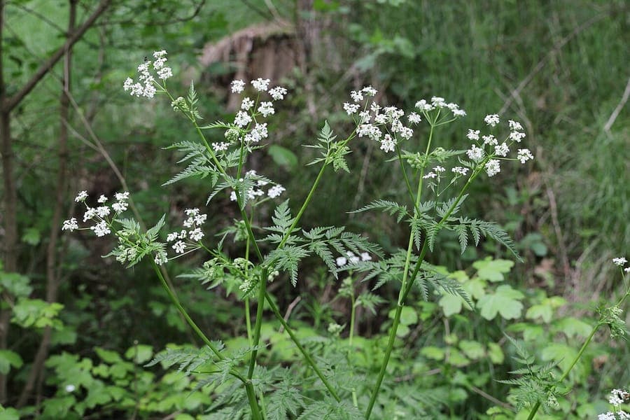 Cow-parsley with fine foliage and white flower umbels