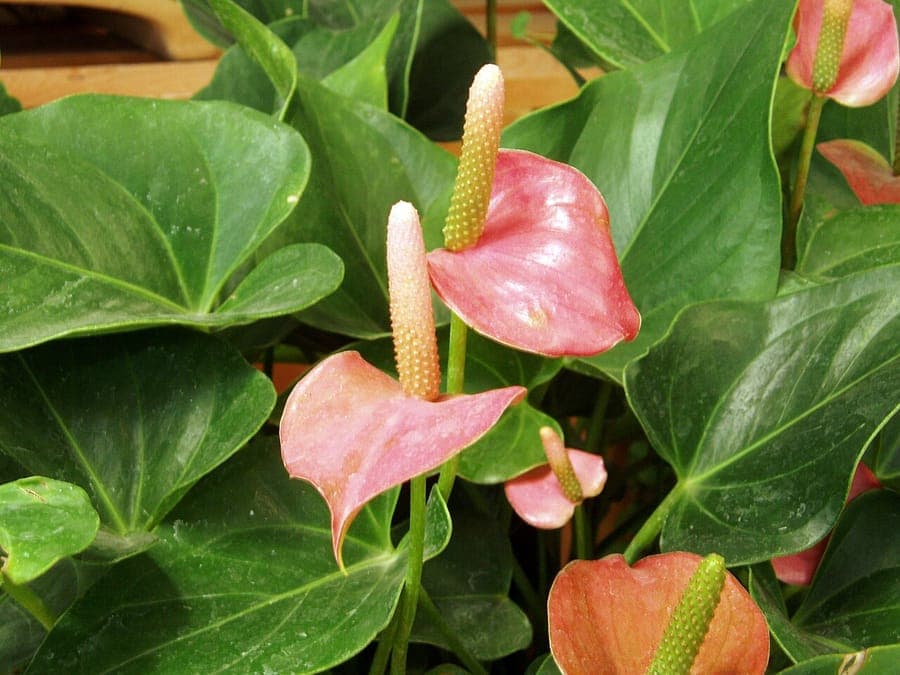 Anthurium andraeanum avec spathe rouge brillant et spadice jaune