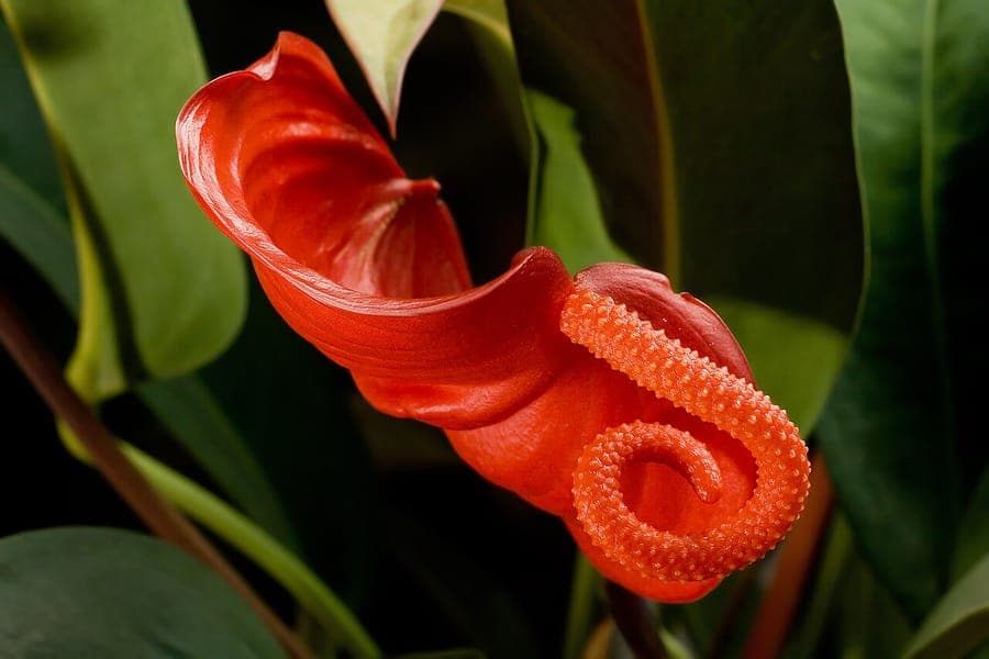 Fleur de flamant avec spathe rouge et spadice jaune