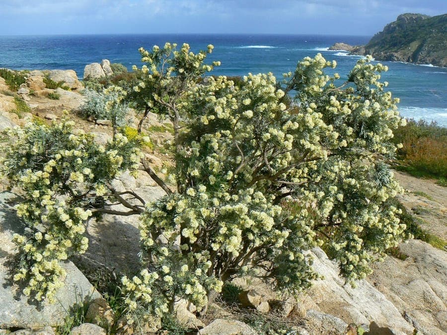 Jupiter's-beard plant with silvery-grey foliage and golden-yellow flower clusters