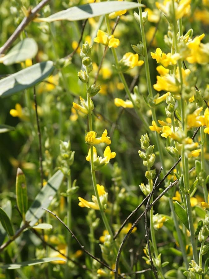 Anthyllis cytisoides with yellow flower clusters and fine grey-green foliage