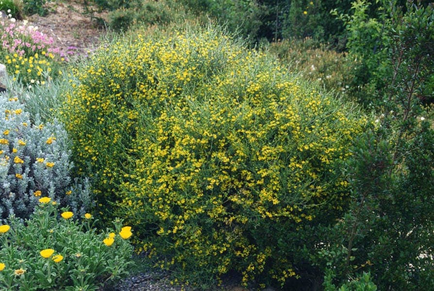 Yellow flowers of Anthyllis hermanniae spiny kidney vetch