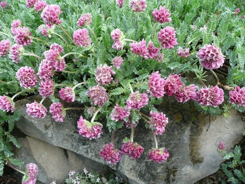 Anthyllis montana met roze bloemen in compacte schermen
