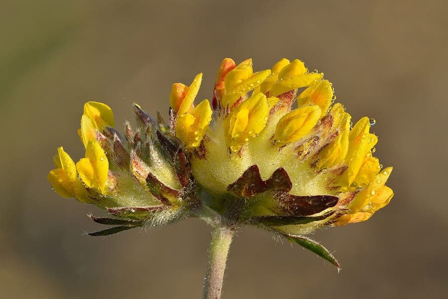 Anthyllide vulnéraire en fleur sur un talus ensoleillé, avec des abeilles butinant