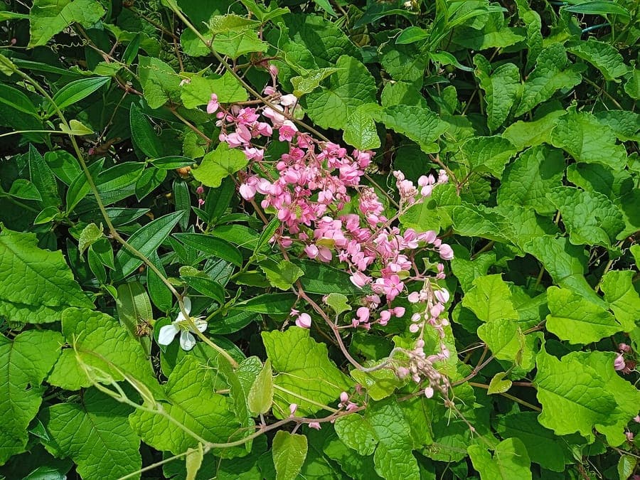 Chain-of-love plant met koraalroze bloemen