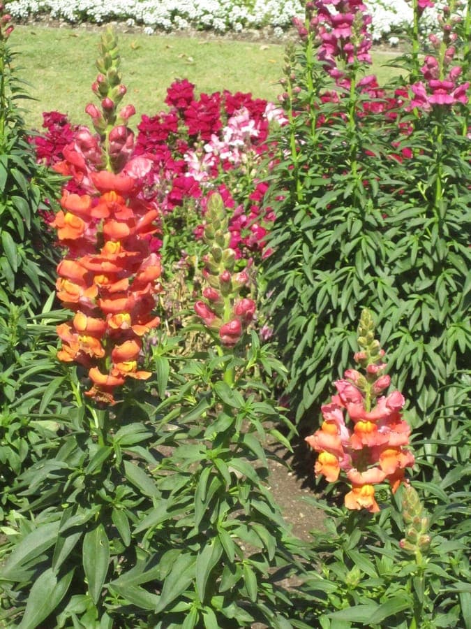 Tall spikes of snapdragon blooms in pastel and deep shades, growing in a sunny border
