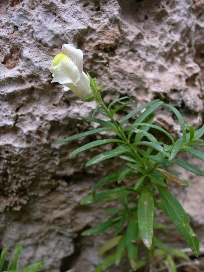 Plante muflier de Sicile avec fleurs blanches dans jardin mediterraneen