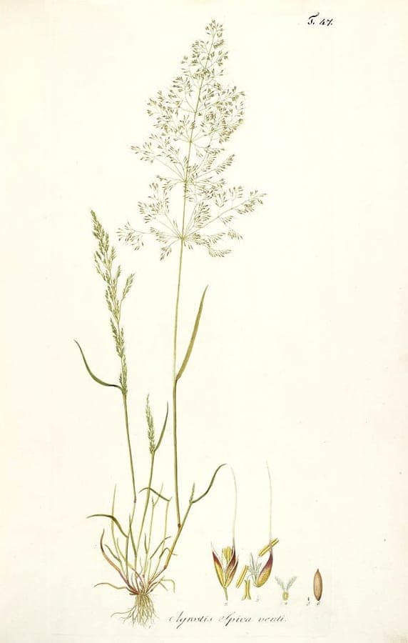 Loose silky-bent in full bloom, silvery plumes swaying in the wind on a sunny late summer day