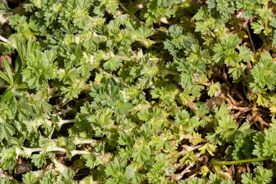 Field parsley piert plant with finely divided leaves