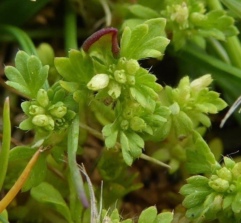 Slender parsley-piert with finely cut leaves