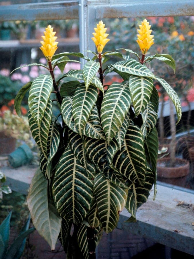 Yellow saffron spike flowers of Aphelandra squarrosa