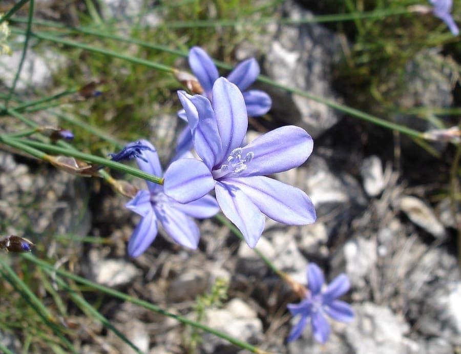 Plante Aphyllanthe de Montpellier avec fleurs bleues le long de tiges fines