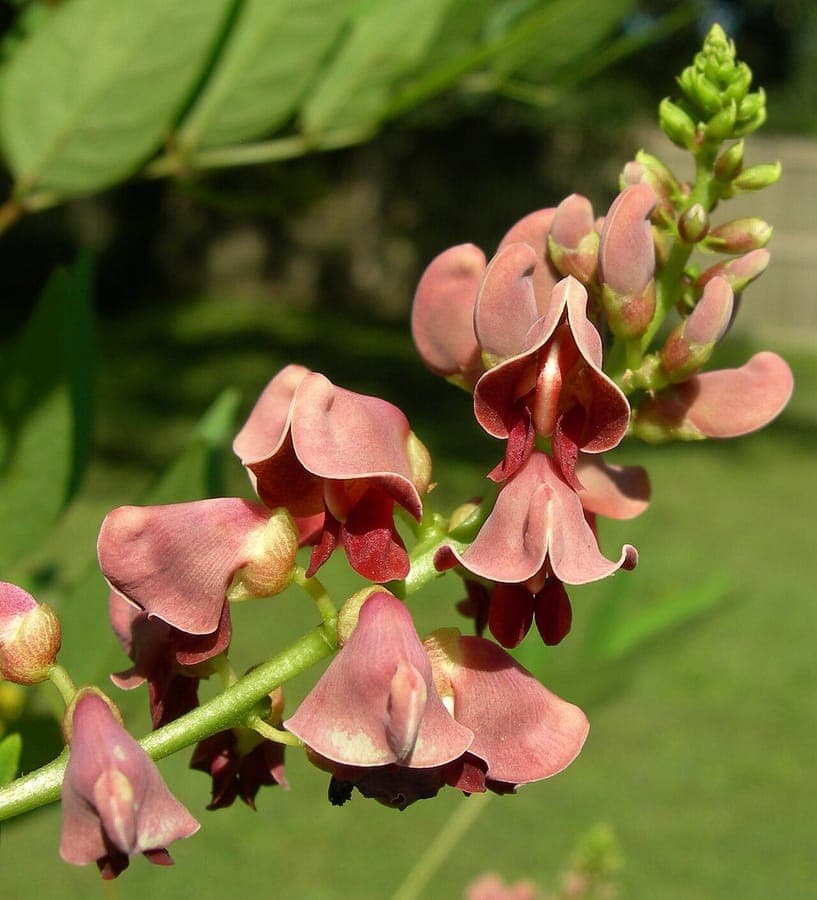 Apios americana vine climbing on a wooden trellis with purple flowers and green foliage