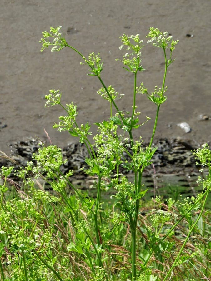 Plante de céleri frais avec feuilles vert clair en pleine terre