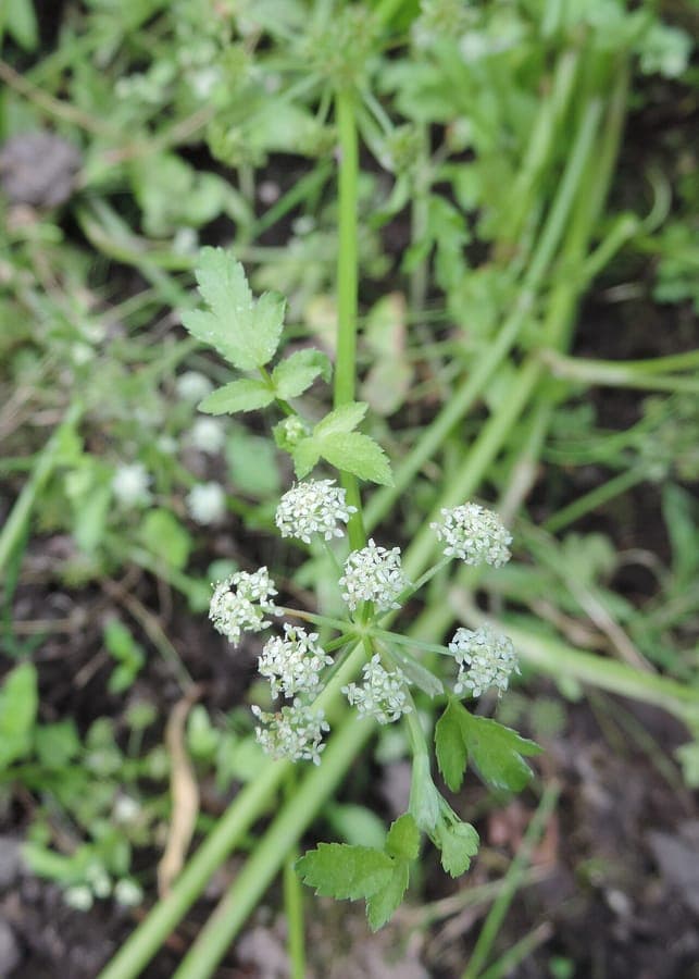 Apium nodiflorum thriving in wet marshy habitat