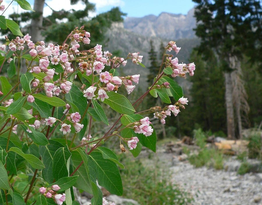 Apocynum androsaemifolium displaying delicate pink flowers and oval leaves
