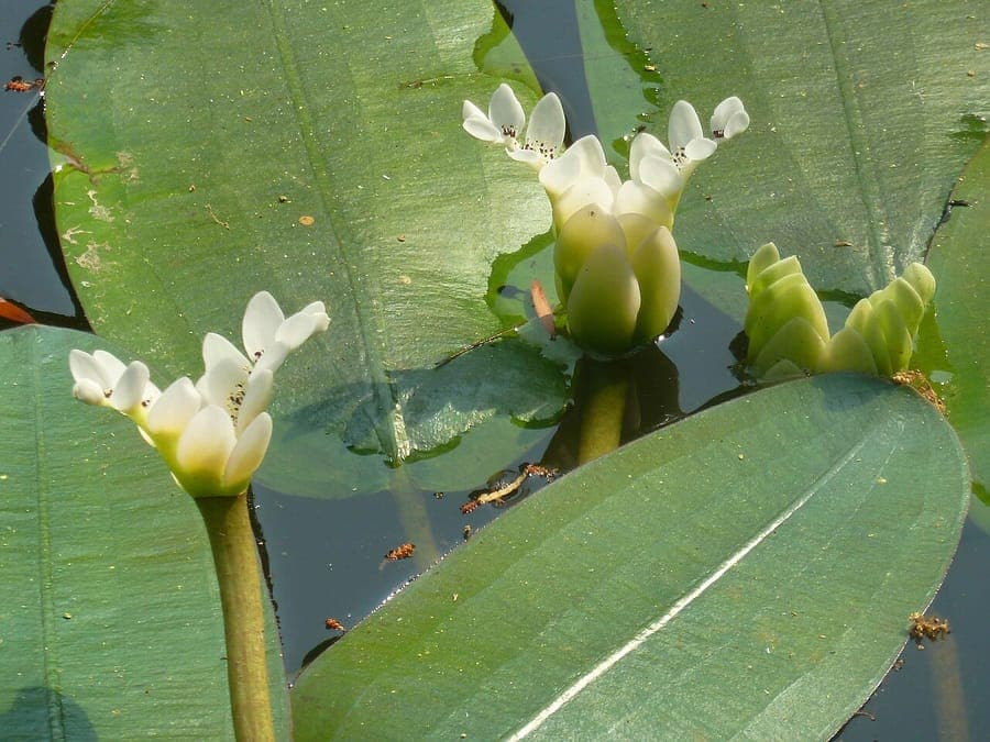Kaapse waterlelie met paarse en witte bloemen in rip water