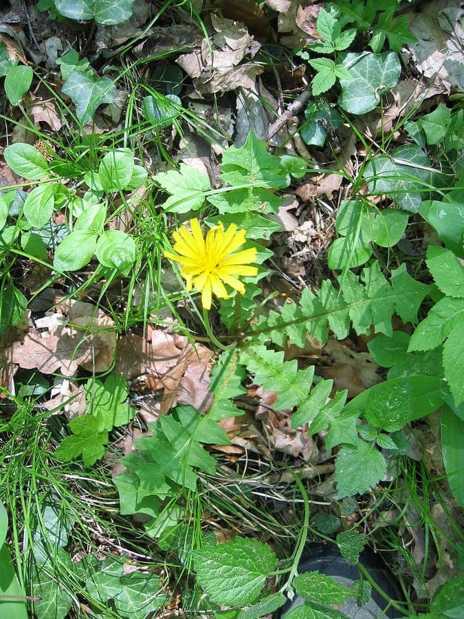 Aposeris foetida avec delicates fleurs jaunes dans l'ombre