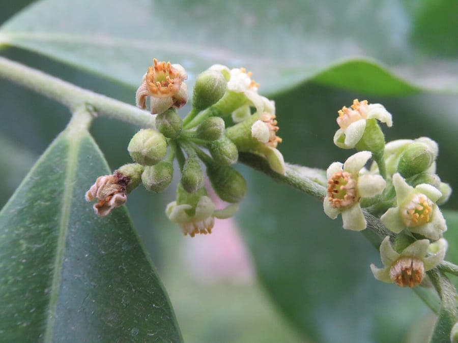 Aquilaria malaccensis tree with green leaves and dark bark