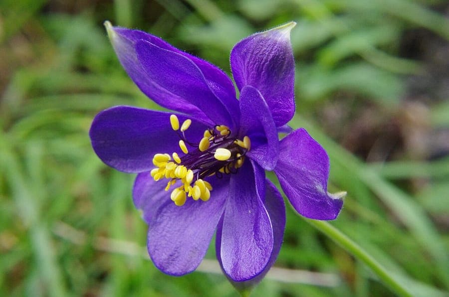 Alpine columbine with blue-purple flowers in a rocky alpine garden
