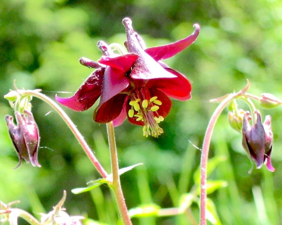 Dark columbine with blue nodding flowers in a rocky alpine setting, surrounded by ferns and creeping thyme