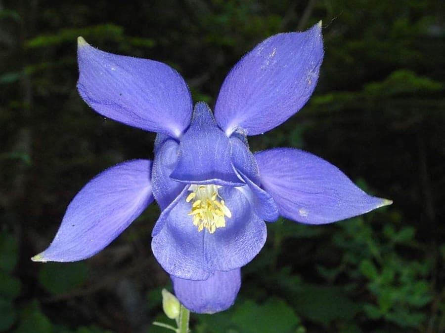 Aquilegia bertolonii with elegant flowers in soft blue and violet tones