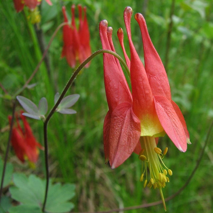 Aquilegia canadensis in roter Blute
