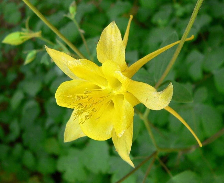 Golden Columbine flowers with long spurs