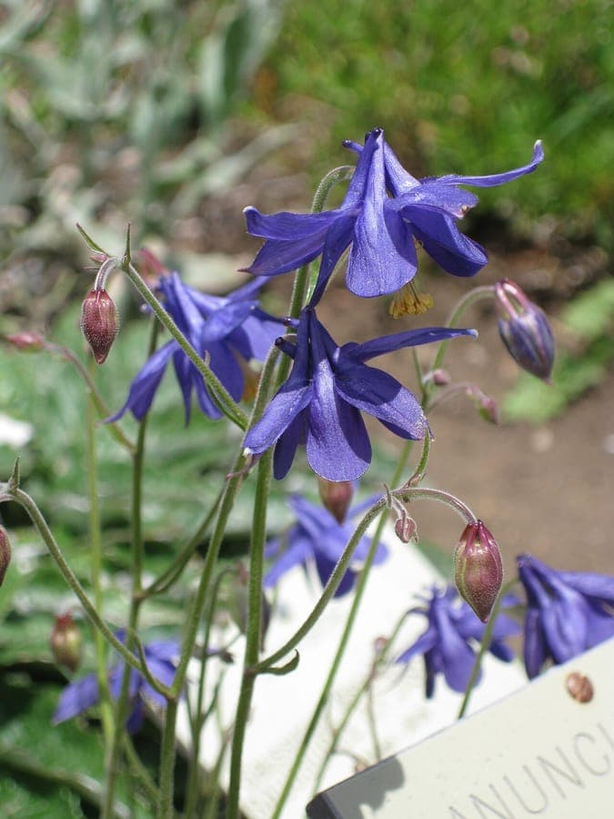 Aquilegia einseleana displaying characteristic purple flowers in Alpine landscape