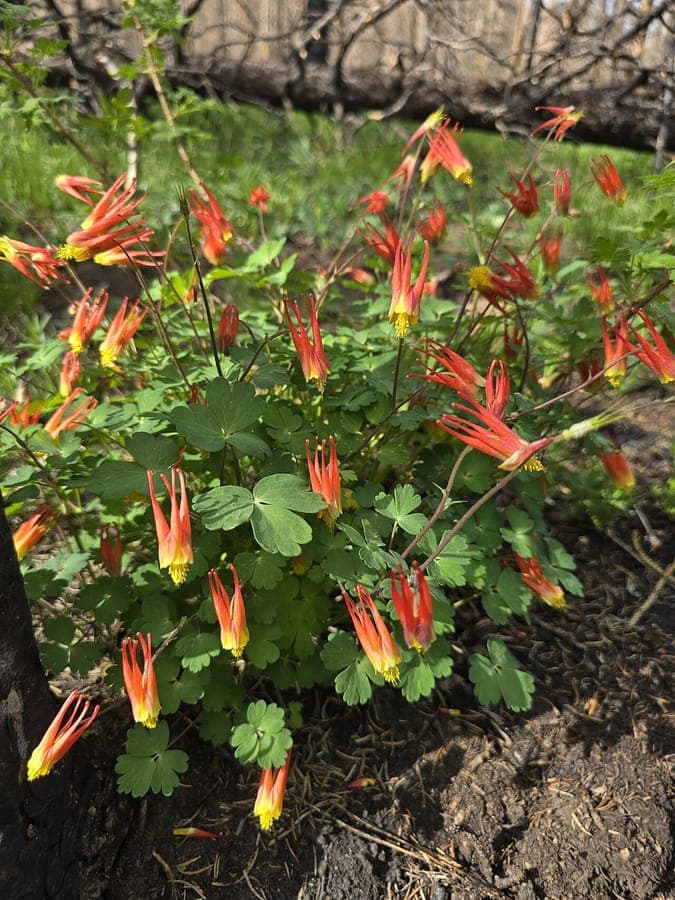 Red and yellow flowers of Aquilegia elegantula western red columbine