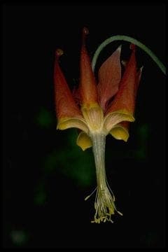 Red and yellow flowers of Aquilegia eximia Van Houtte's columbine