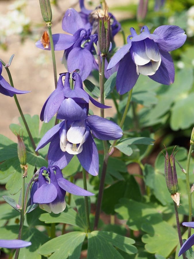 Aquilegia flabellata mit blau-weien Facher-Bluten in voller Blute
